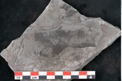Foto (Detailansicht) von Calamites communis Ettingshausen (NHMW-GEO-2024-0188-10981)